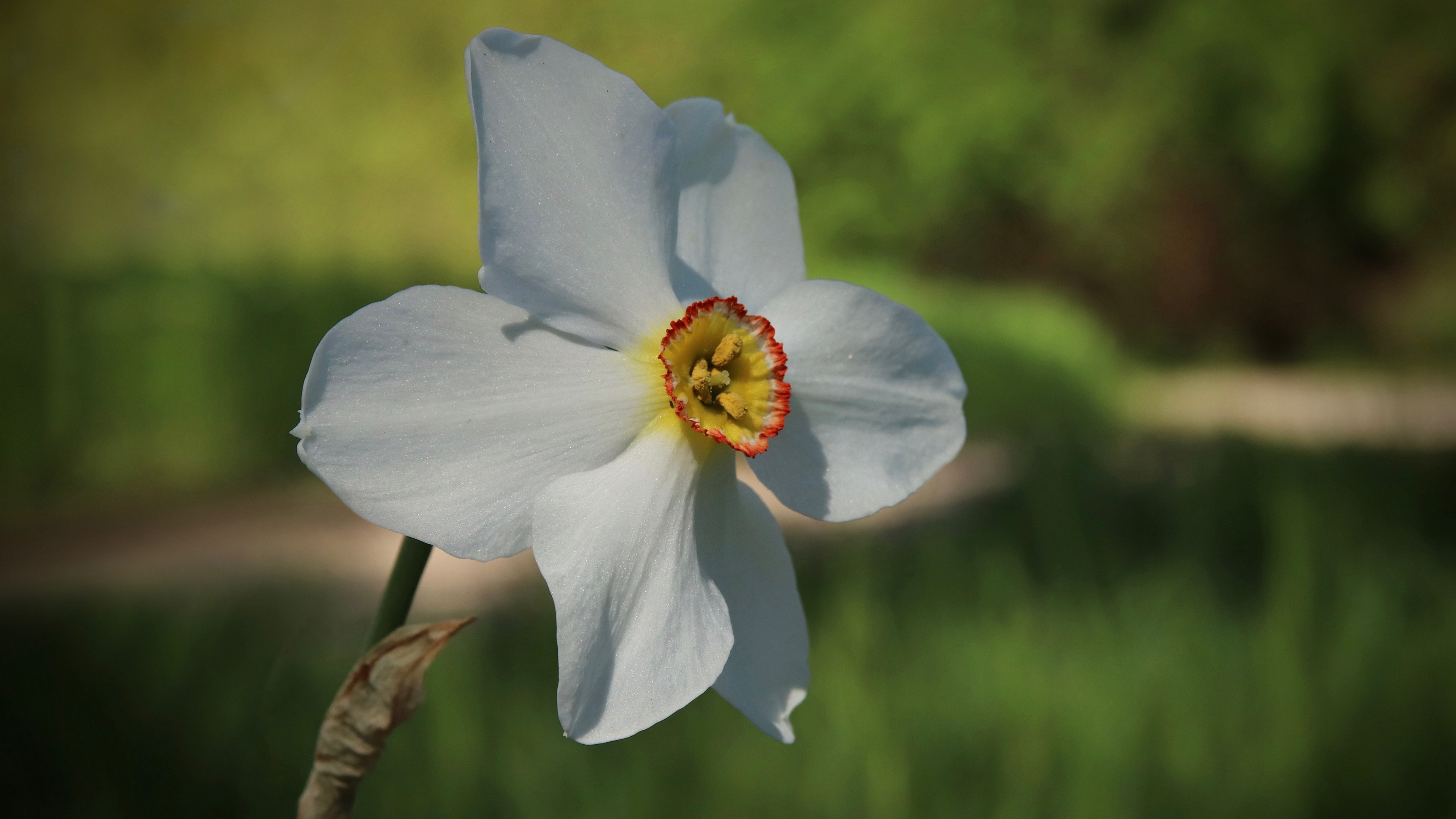 高清水仙花图片桌面壁纸