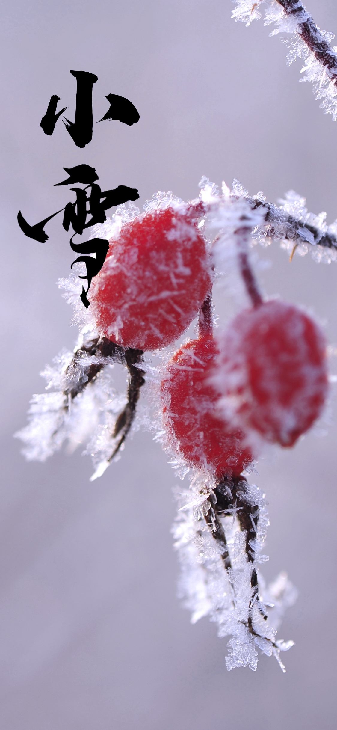 二十四节气小雪手机壁纸图片