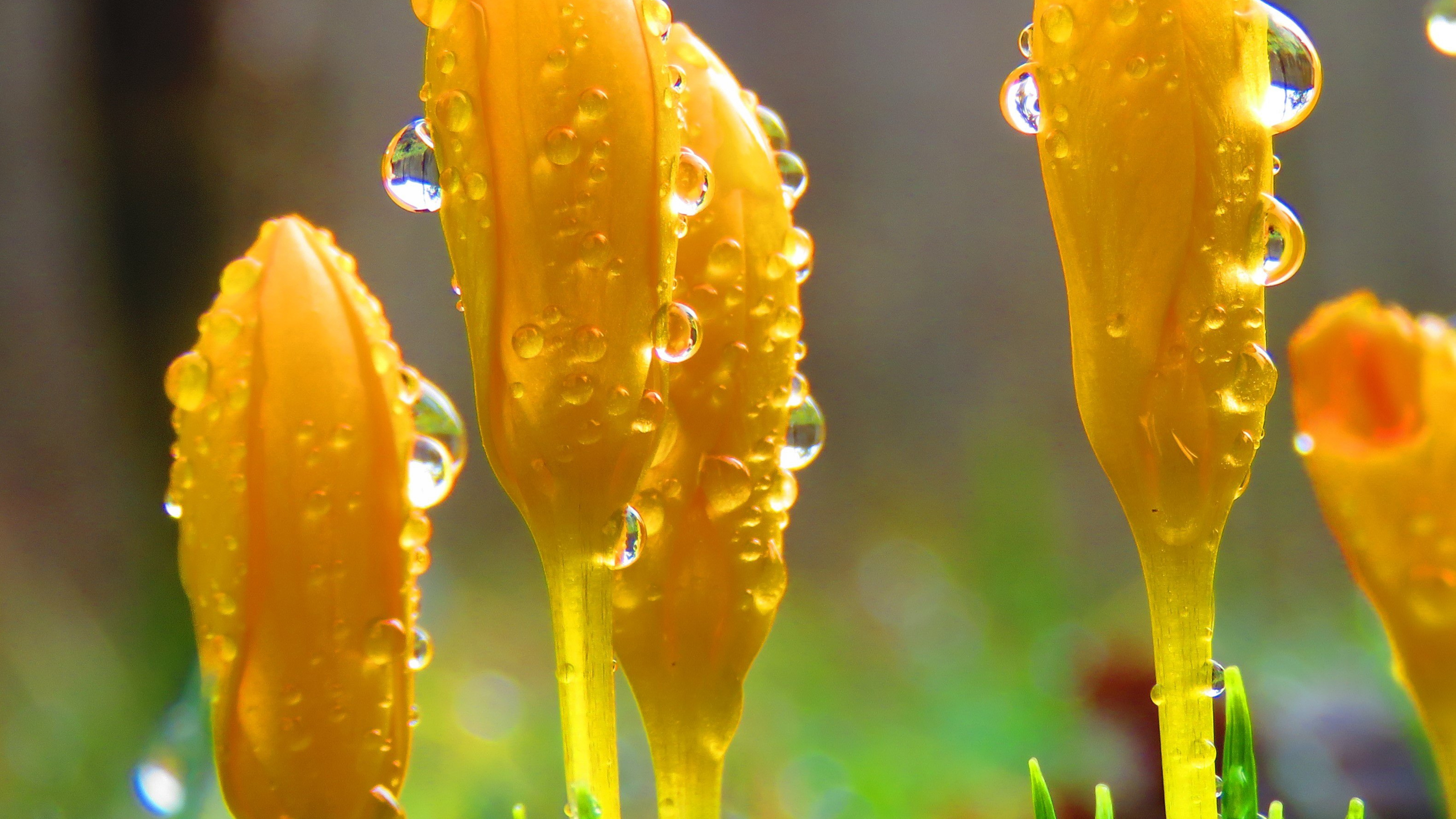 鲜花上的水滴珠图片桌面壁纸