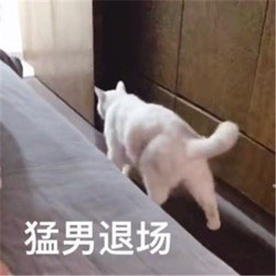 萌宠猫咪难过表情包