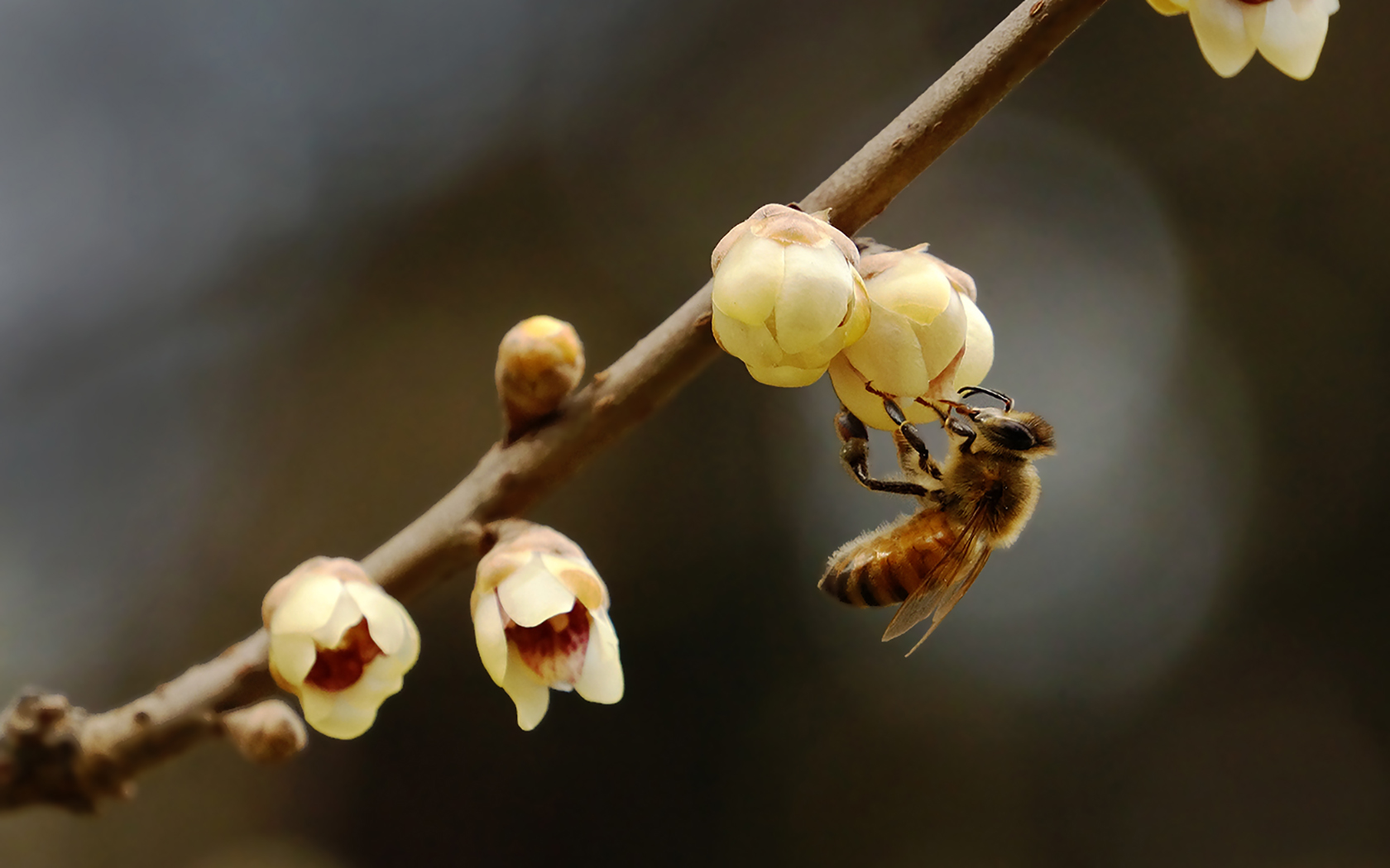 高清24节气惊蛰图片桌面壁纸