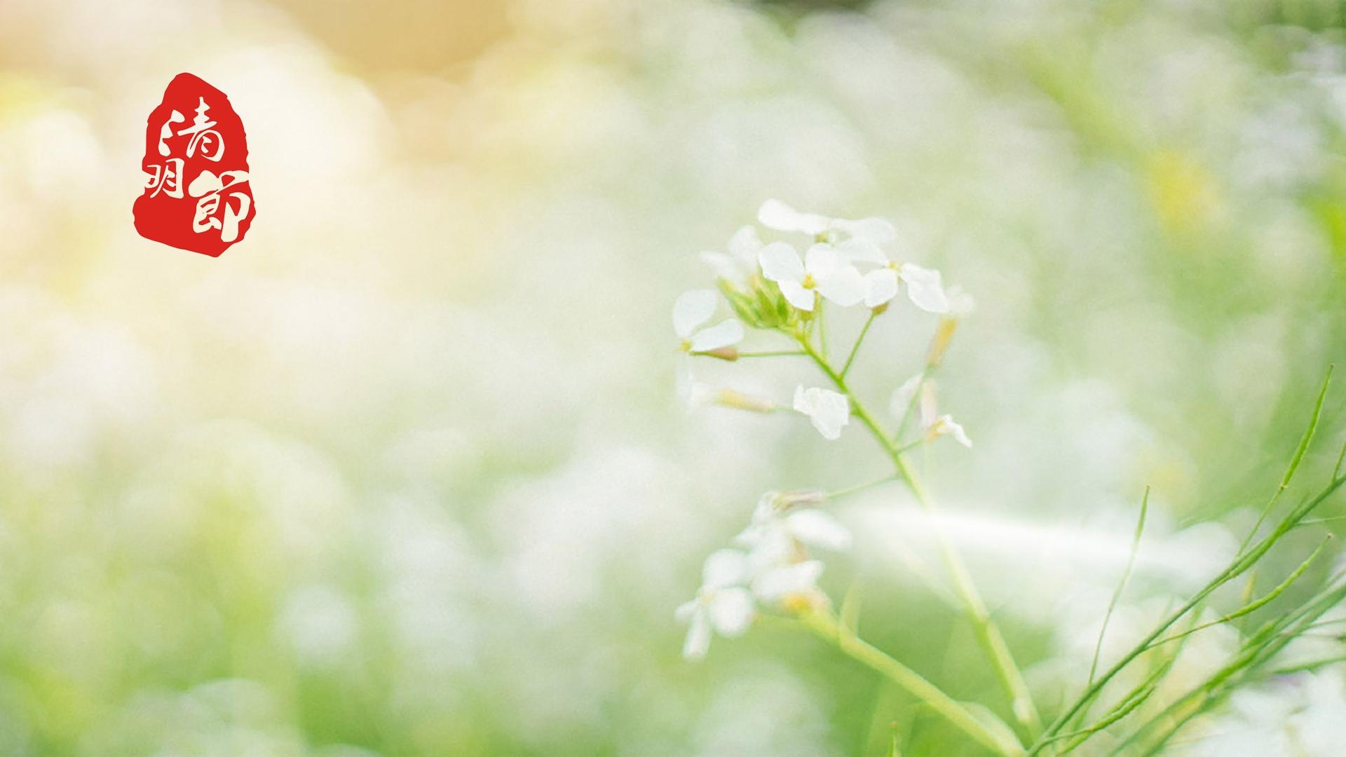 传统节日清明节图片桌面壁纸