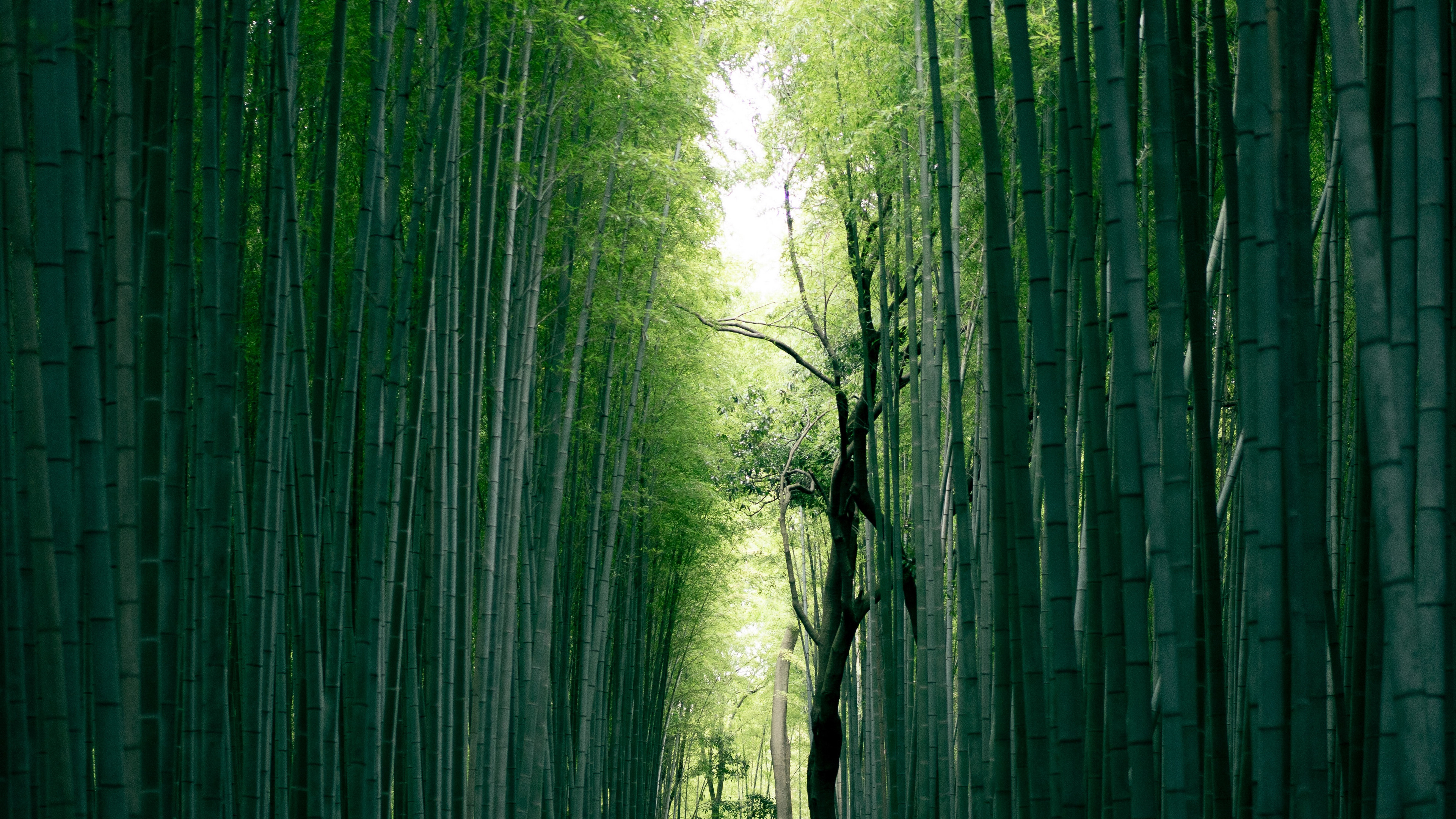 静谧竹林风景图片桌面壁纸