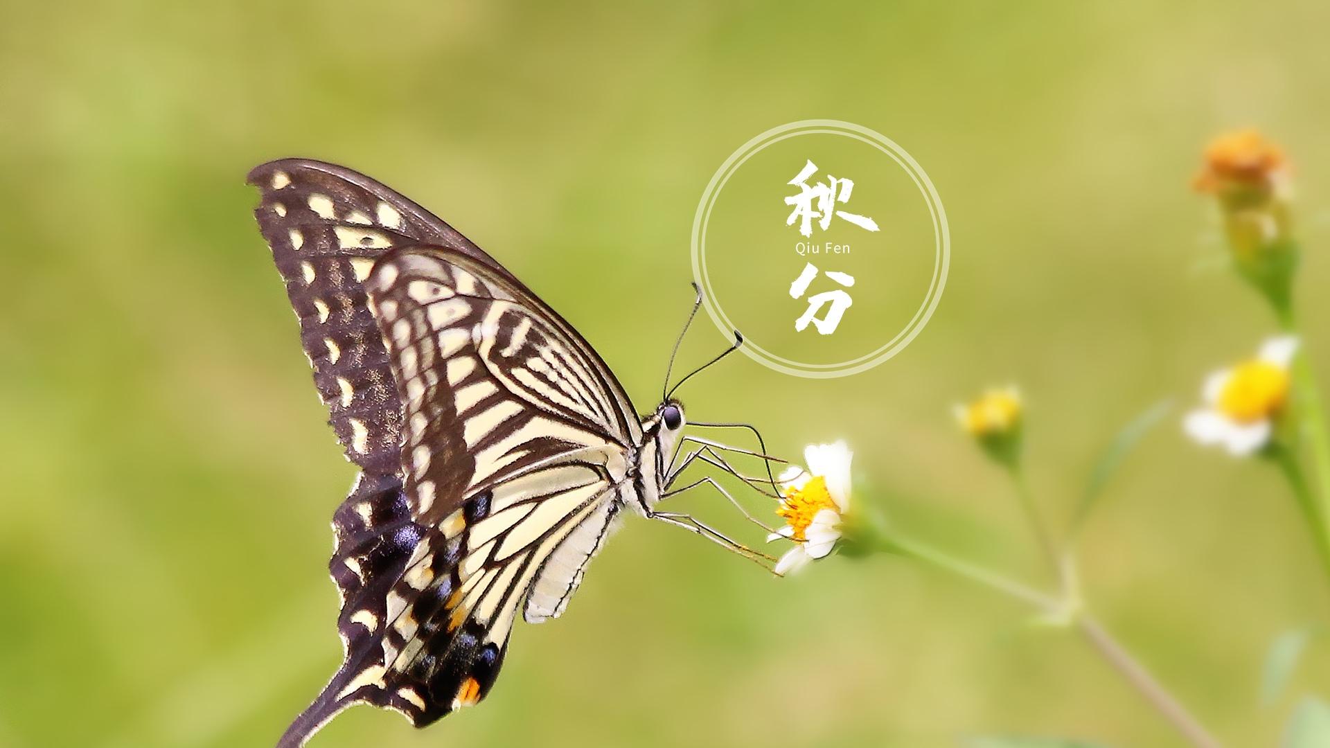 小清新秋分节气图片桌面壁纸