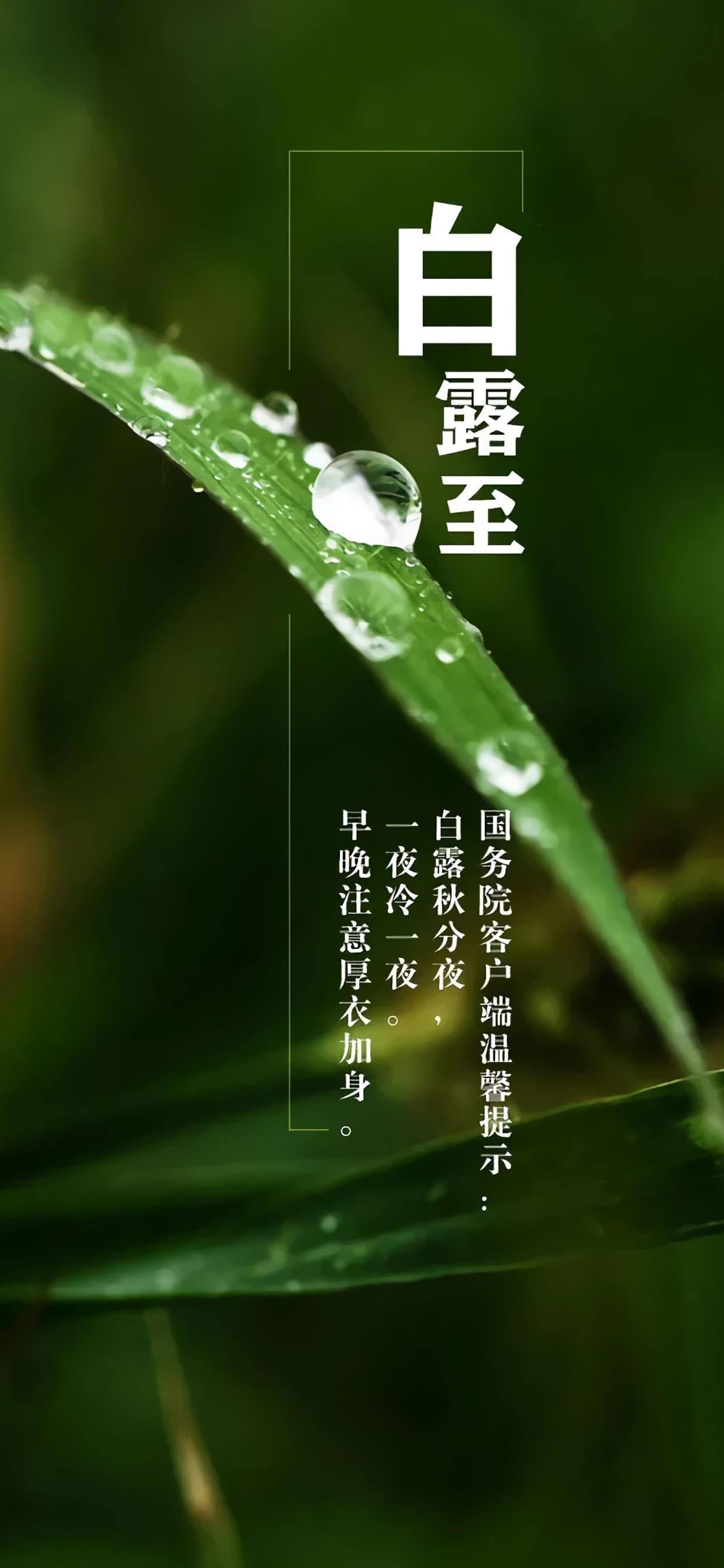 二十四节气白露手机壁纸