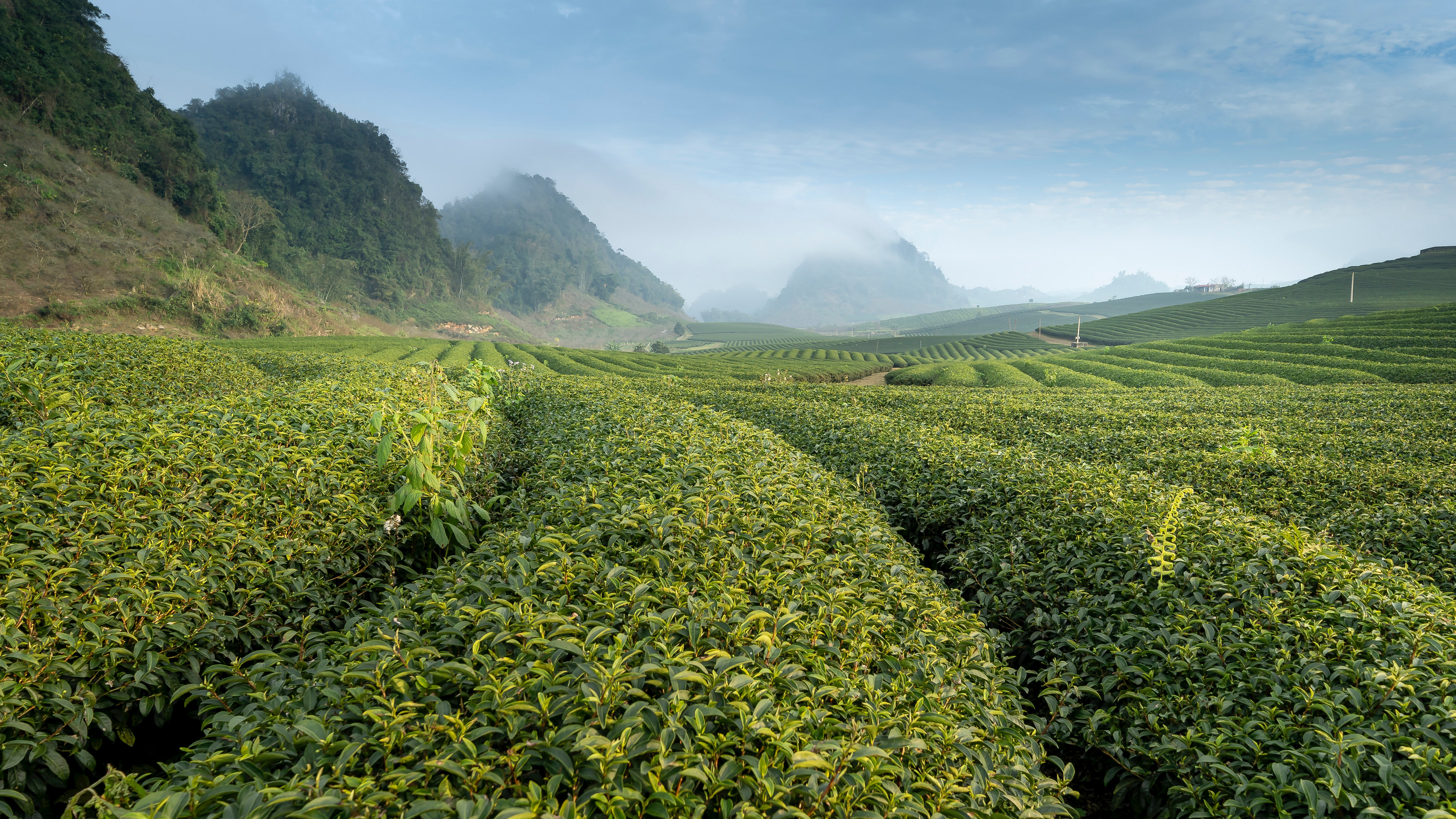 晨雾中的茶园风景桌面壁纸图片