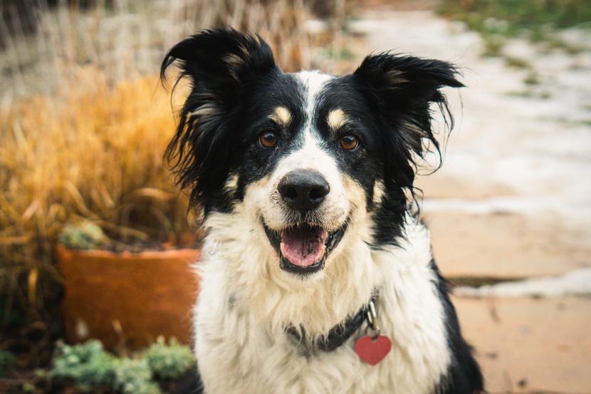 边境牧羊犬图片