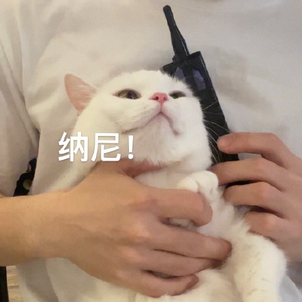 猫咪奶盖大哥大系列表情包