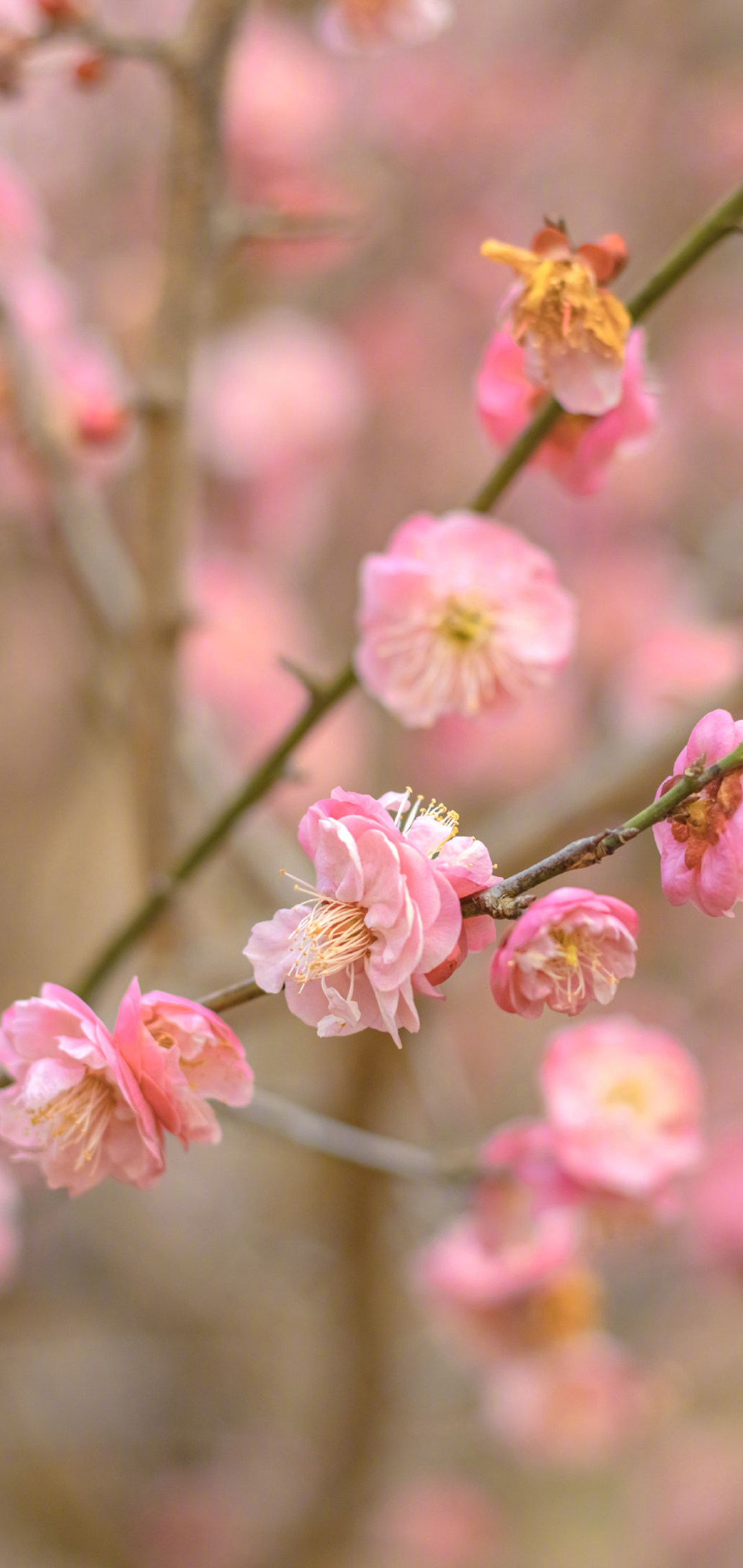 小清新春日花朵图片手机壁纸