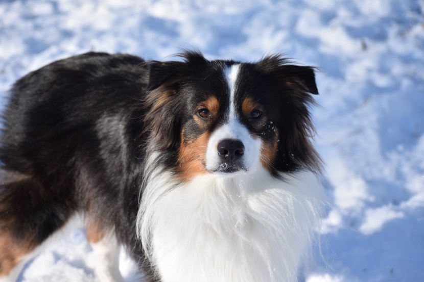 澳大利亚牧羊犬图片