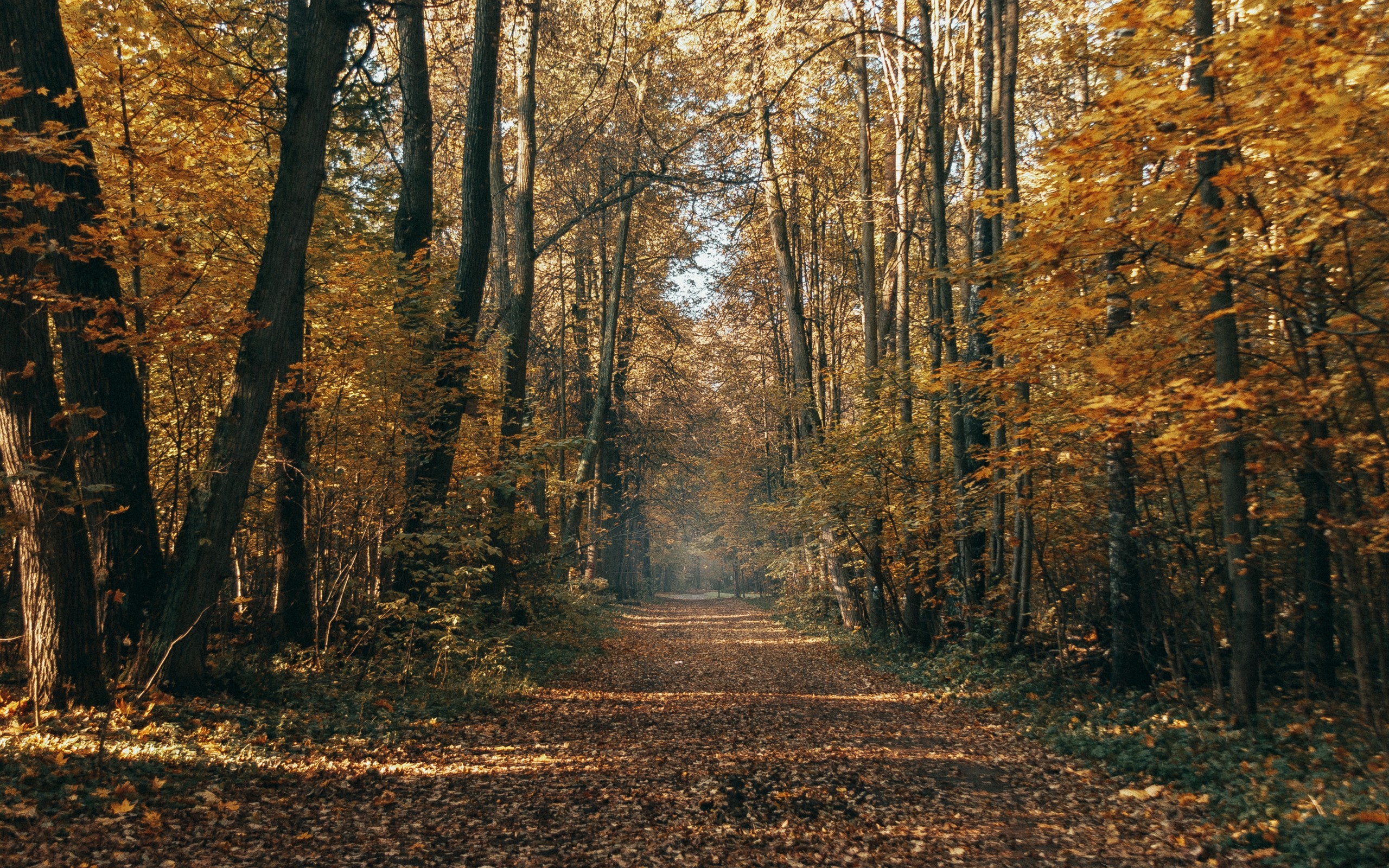 秋天的森林风景图片桌面壁纸