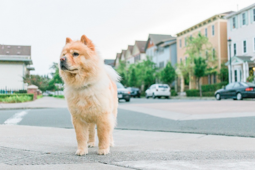 松狮犬图片 松狮狗图片