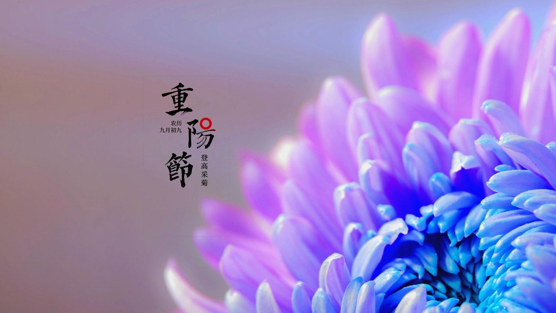 重阳节菊花图片高清桌面壁纸