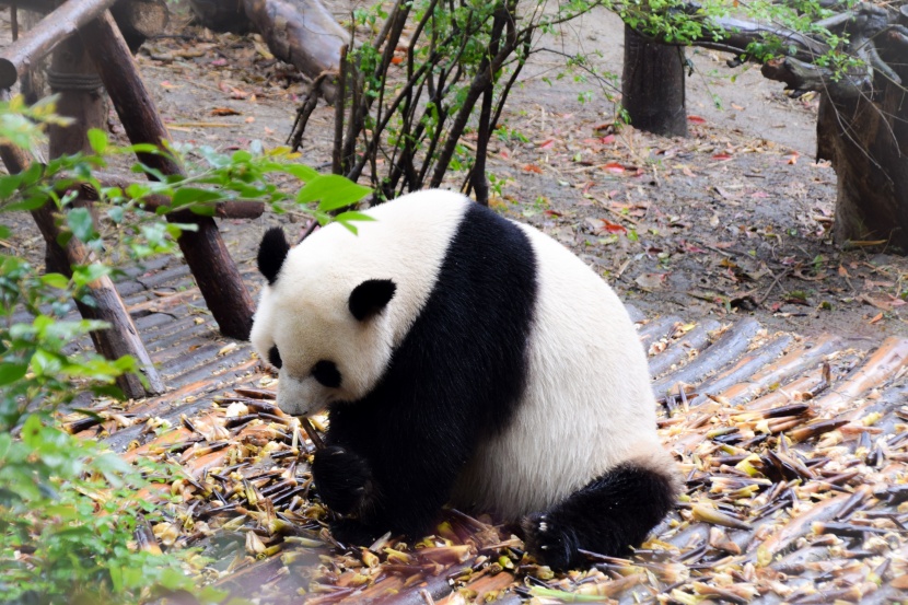 中国国宝大熊猫图片