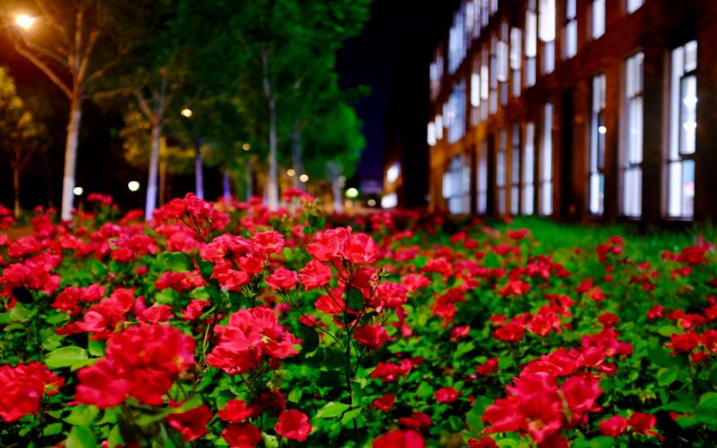 南开大学校园风景图片