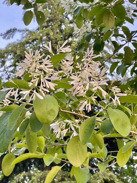 流苏树高清局部图片