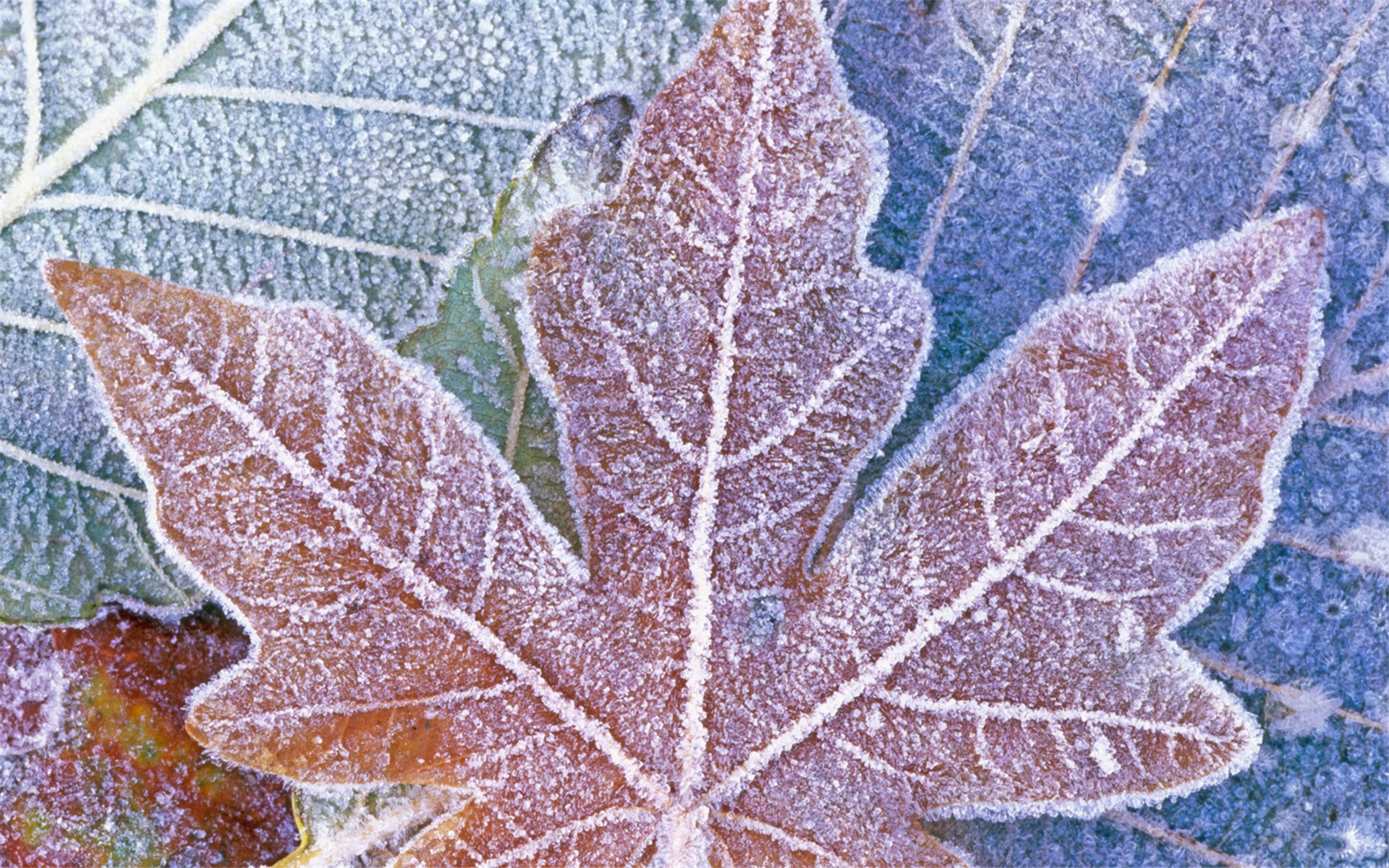 霜降节气图片高清桌面壁纸