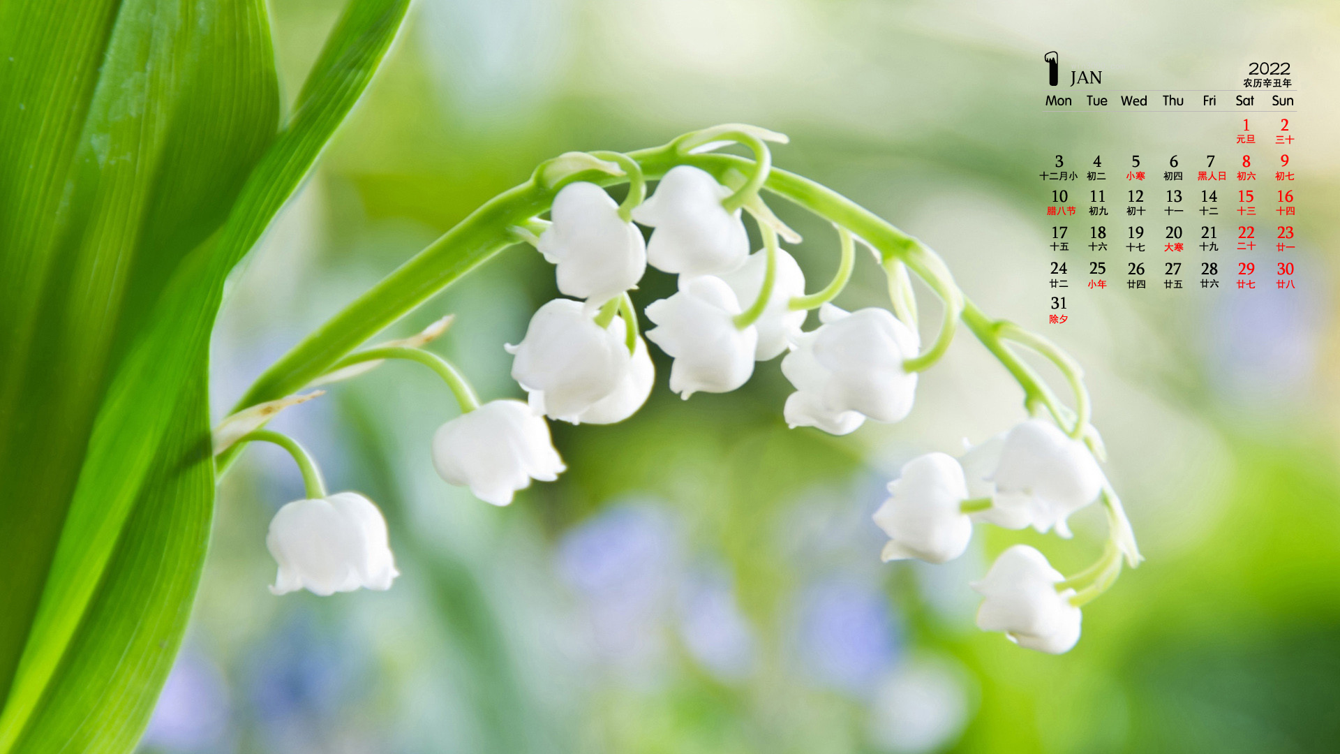 2022年1月花卉植物日历壁纸