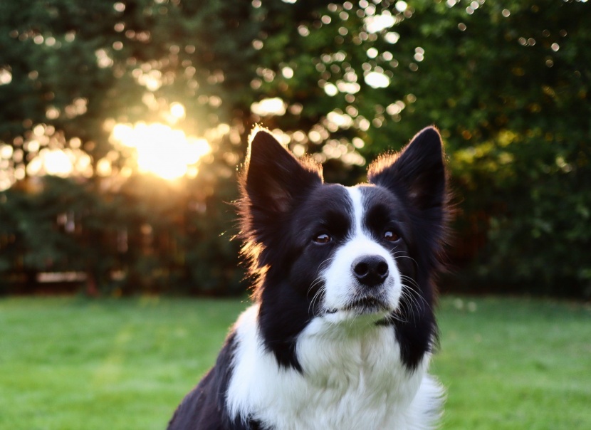 边境牧羊犬图片