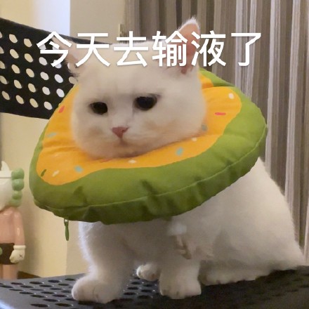 猫咪奶盖王思聪语录系列表情包