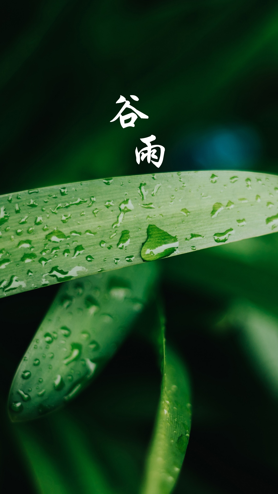 谷雨时节清新护眼手机壁纸