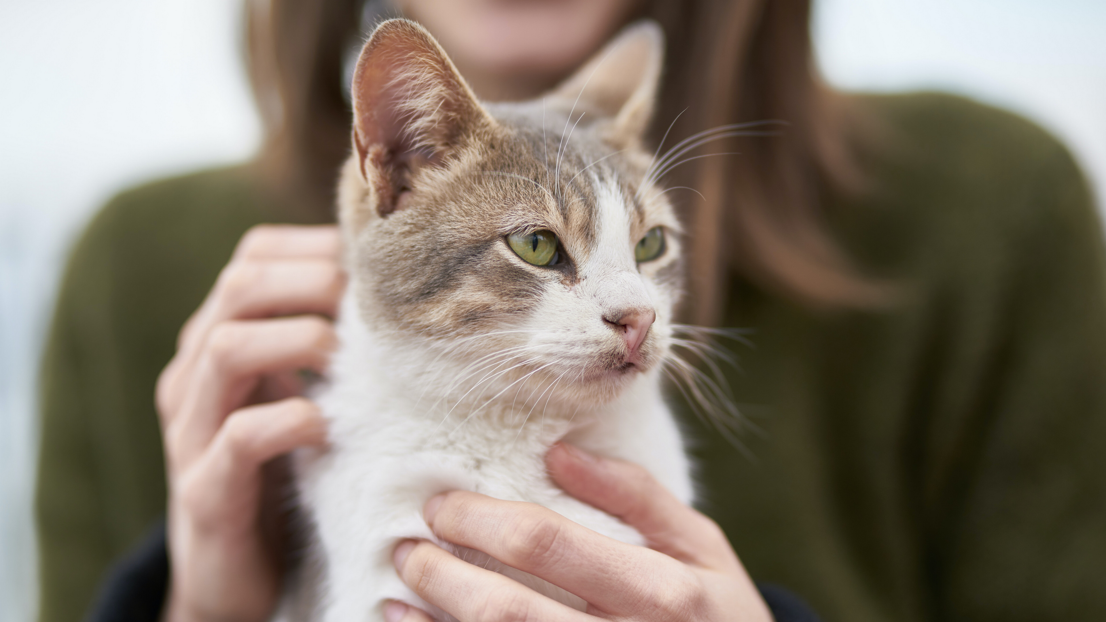 猫咪与主人高清图片素材壁纸