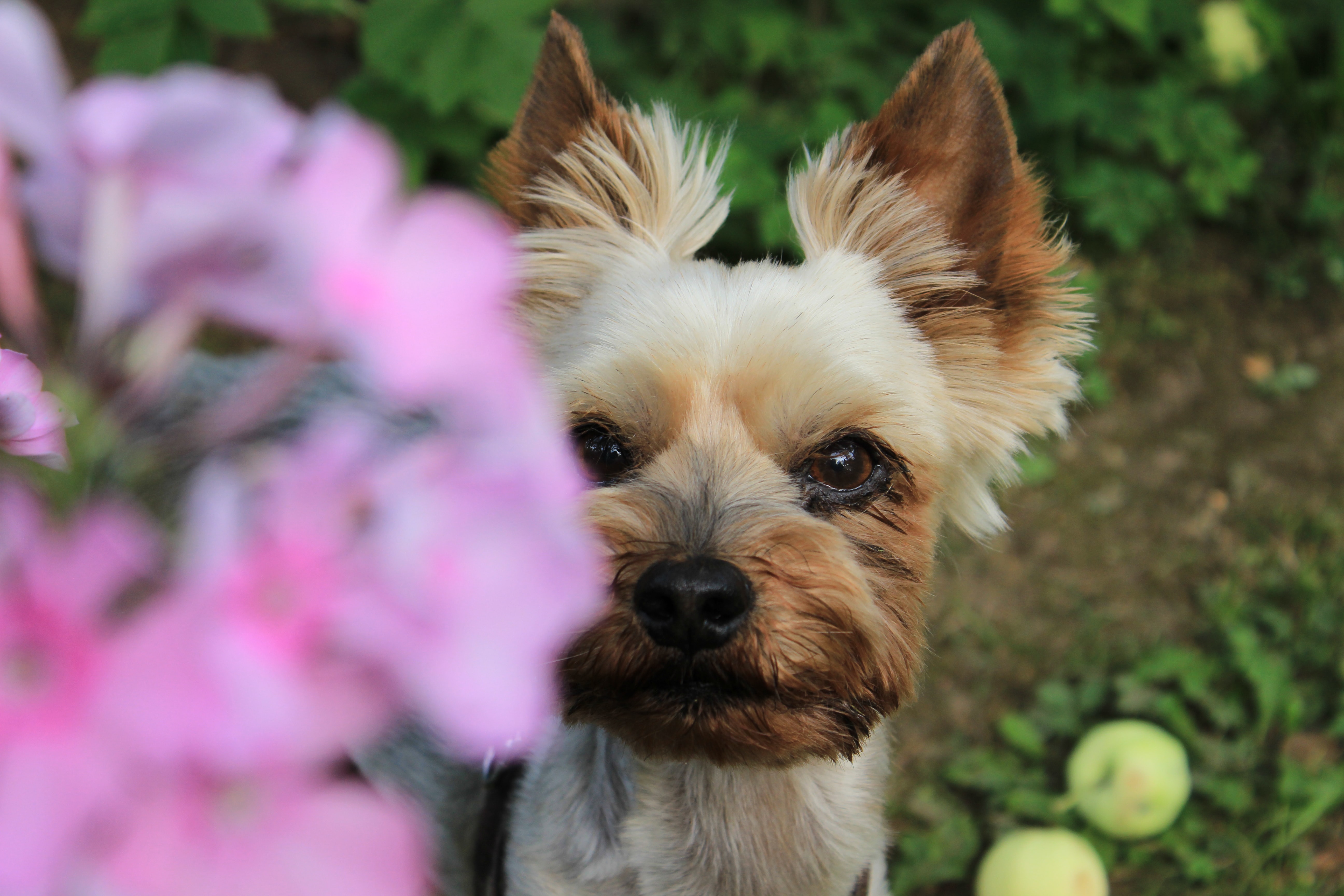 约克夏梗犬图片桌面壁纸