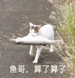 鸡哥算了算了表情包