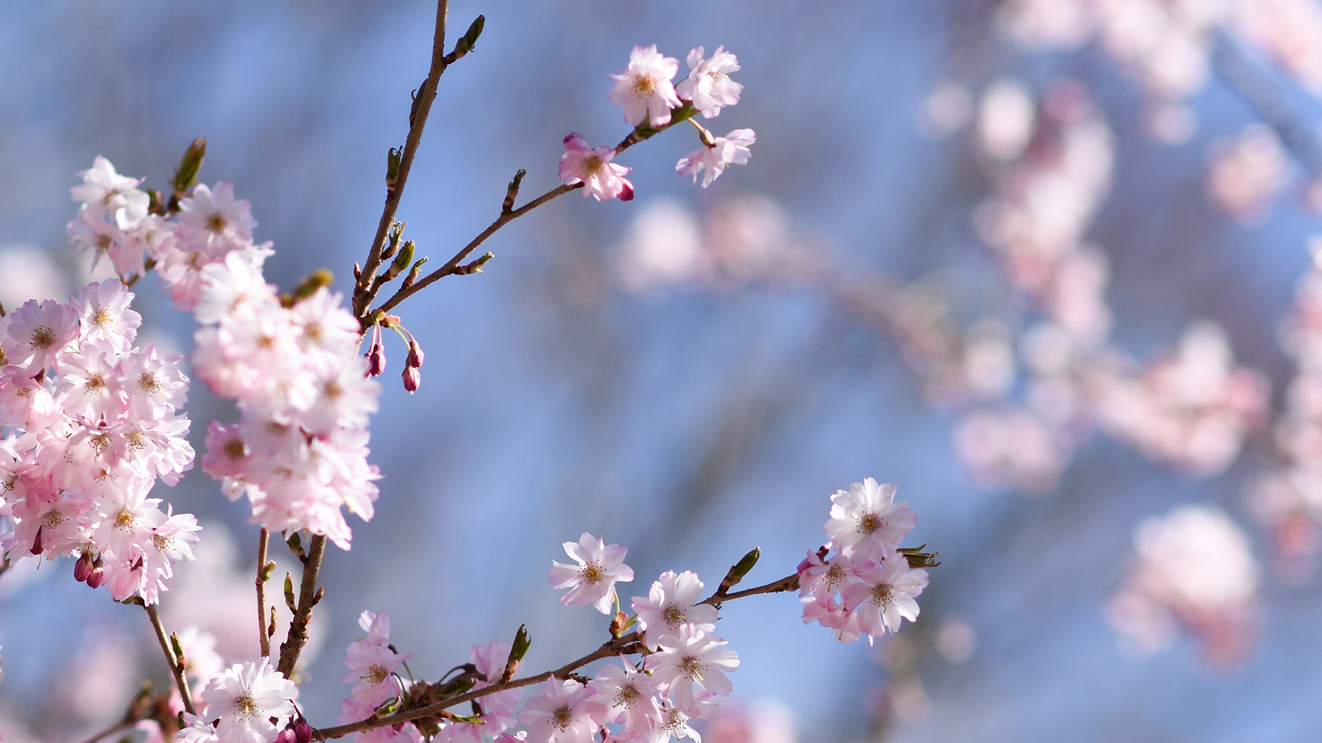 2022年5月粉色樱花桌面日历壁纸