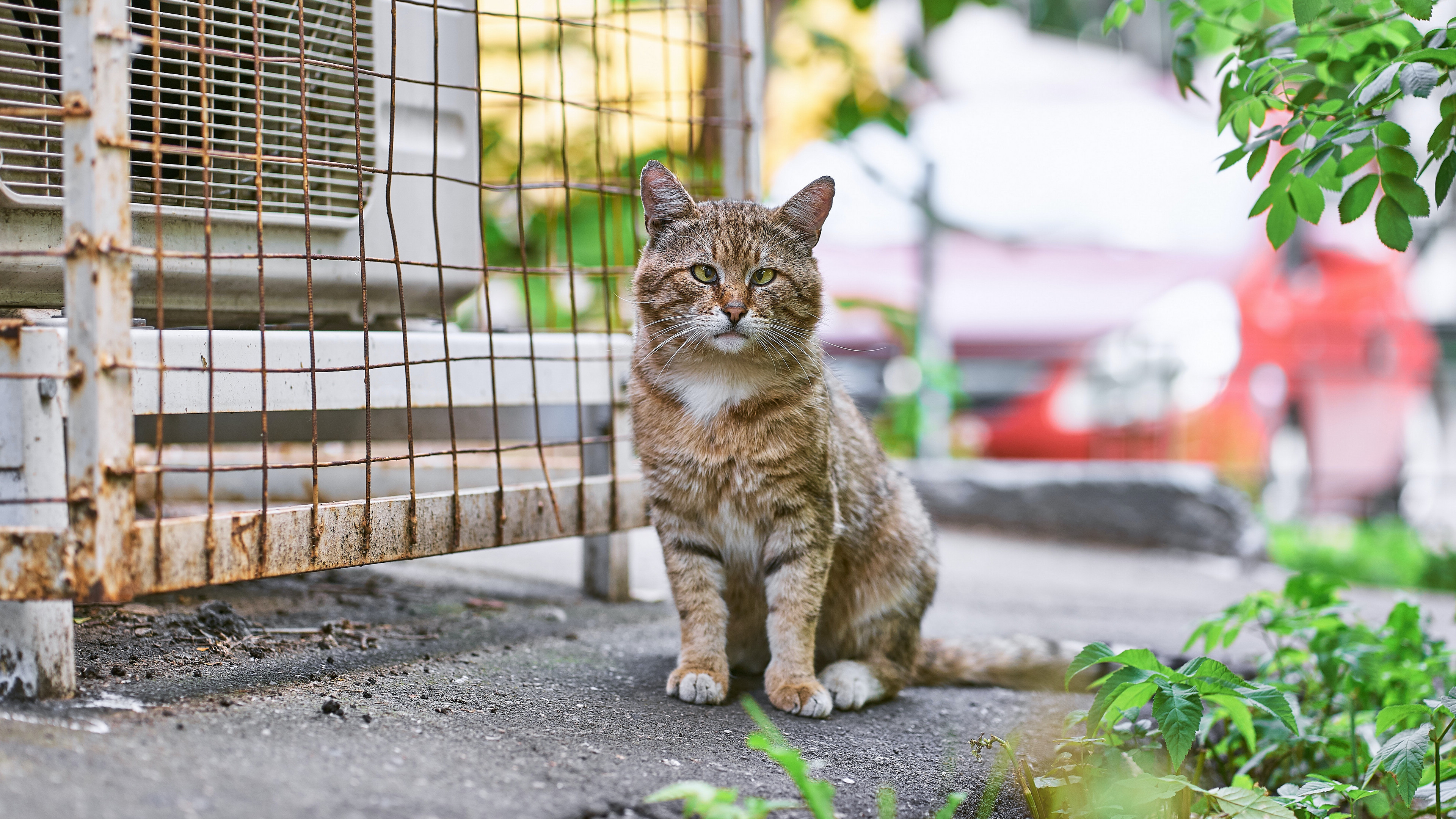 户外小野猫摄影图片桌面壁纸