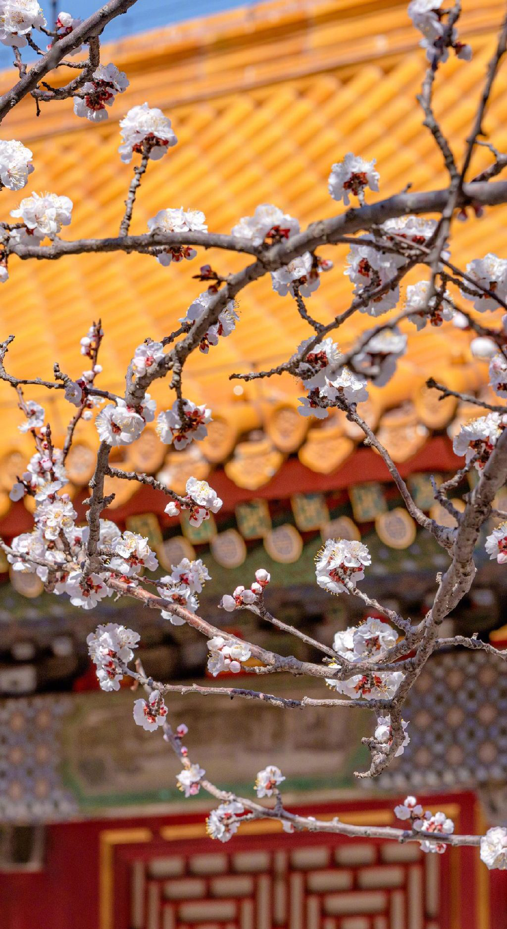 唯美杏花风景图片