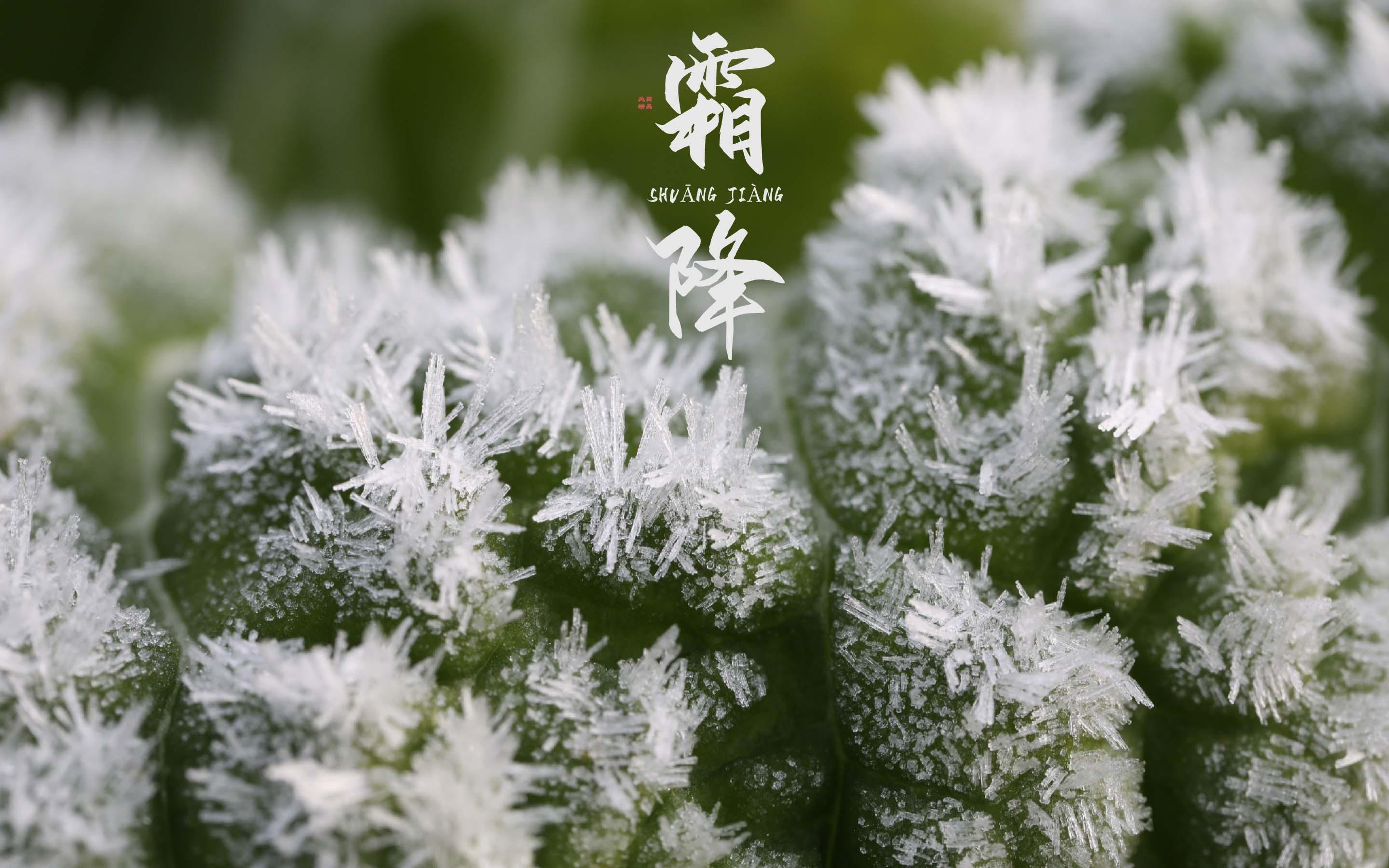 节气霜降清新绿植美景图片壁纸