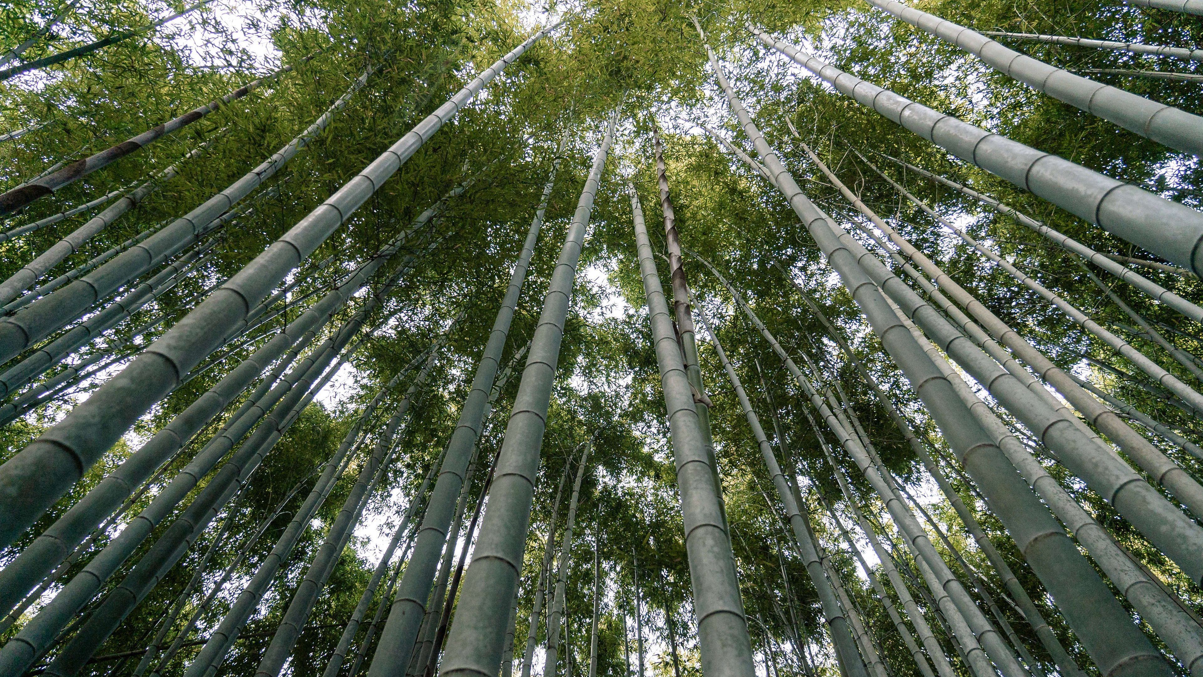 静谧竹林风景图片桌面壁纸