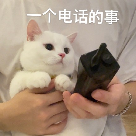 猫咪奶盖大哥大系列表情包