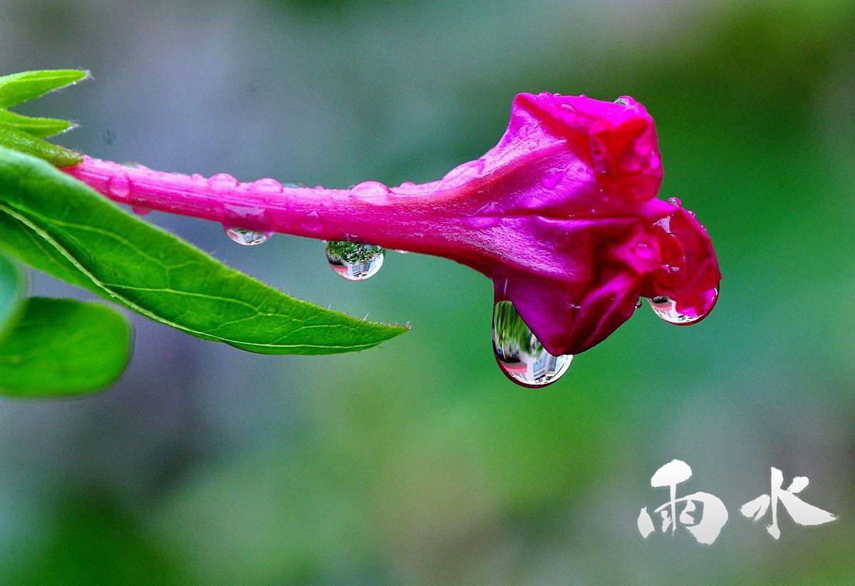 雨水节气清新护眼图片桌面壁纸