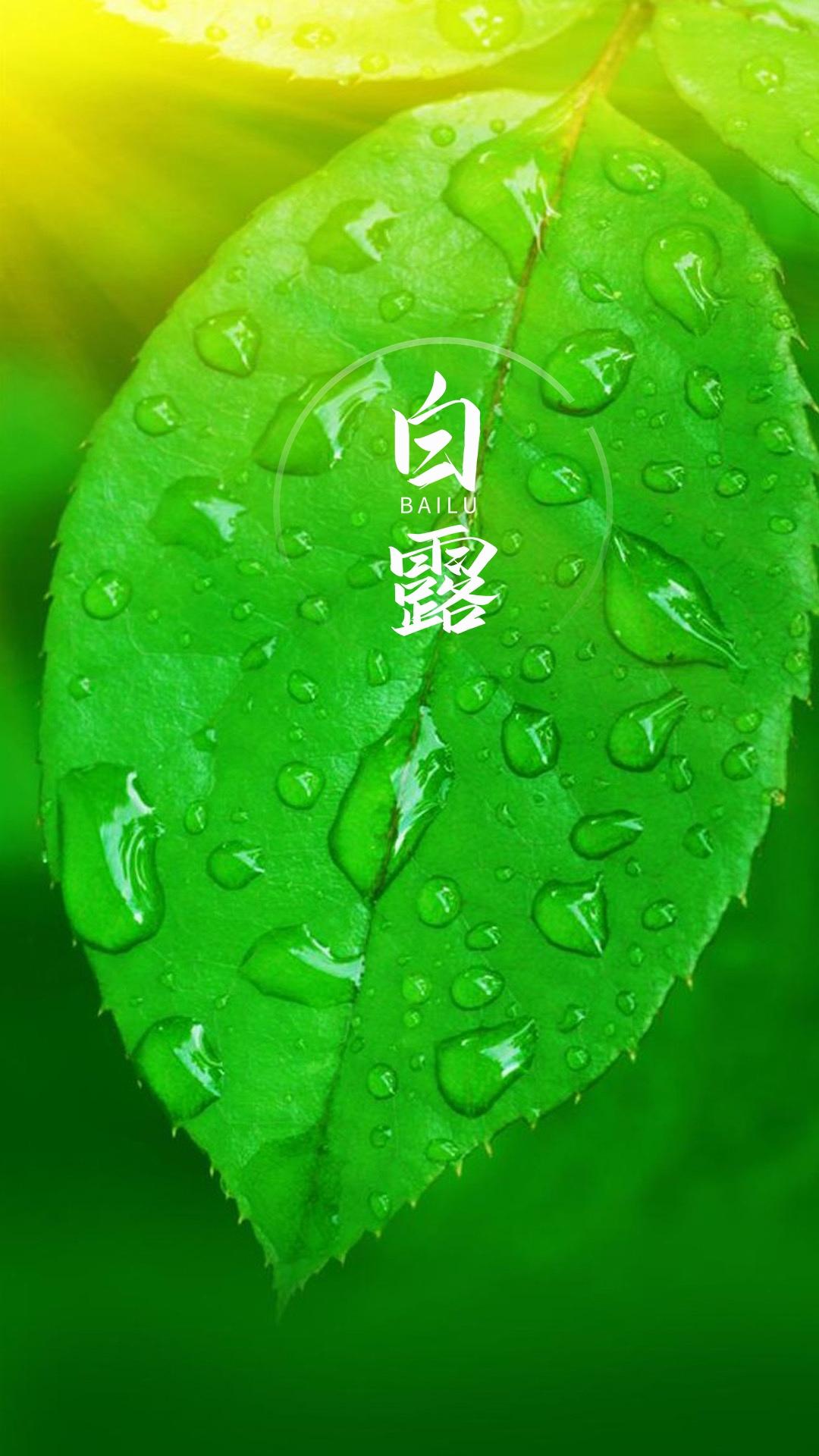 白露节气清新护眼手机壁纸