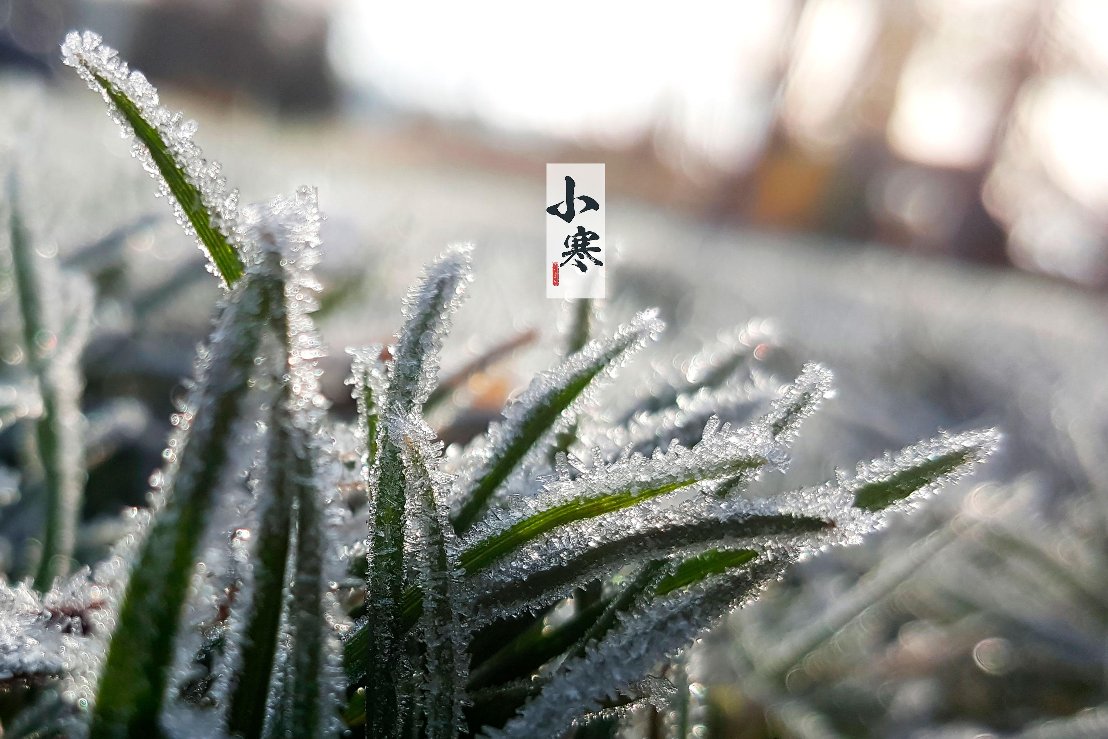 节气小寒之雪花美景图片壁纸