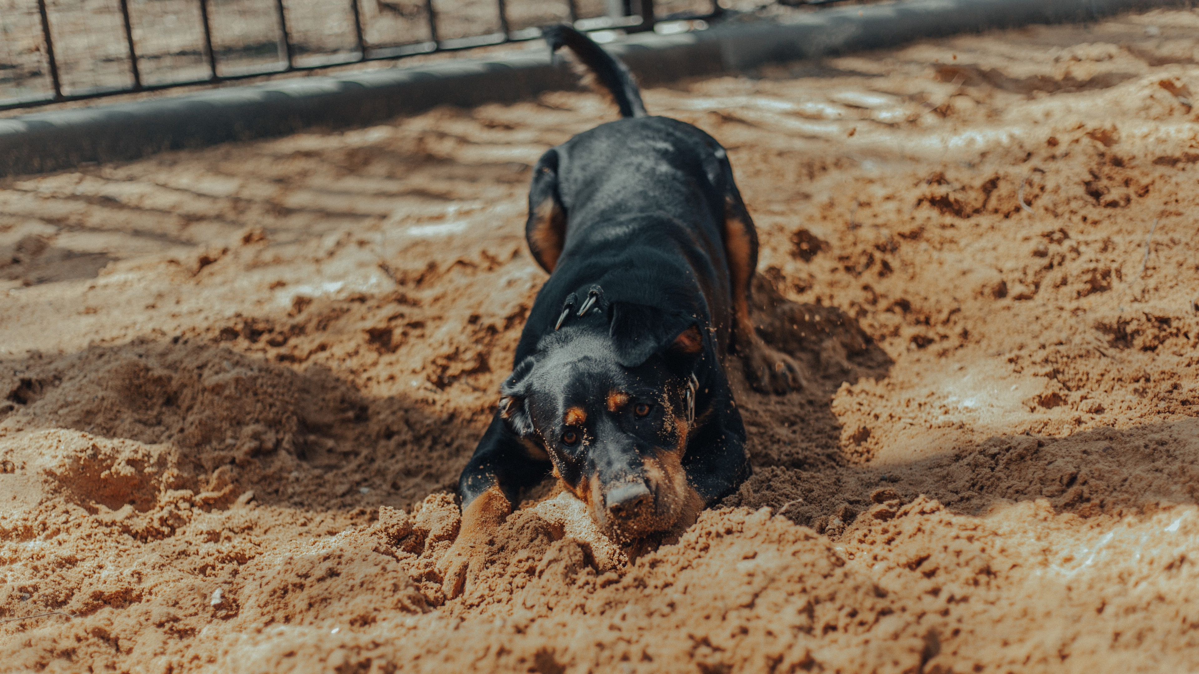 罗威纳犬图片桌面壁纸