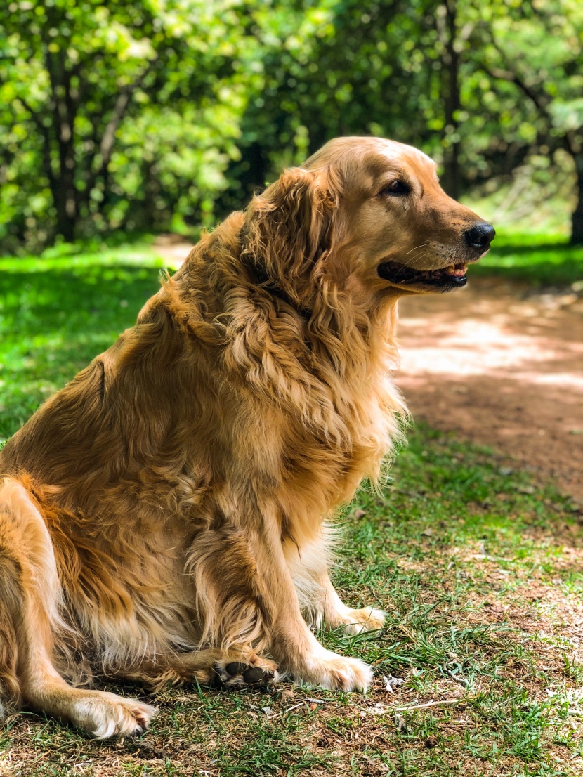 金毛寻回犬图片