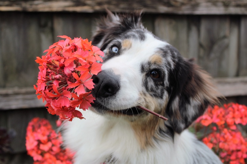 澳大利亚牧羊犬图片