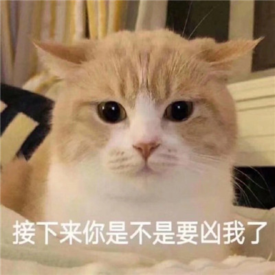 萌宠猫咪难过表情包