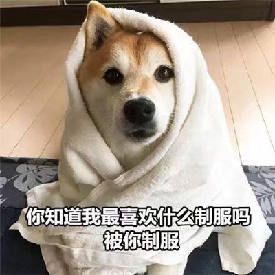 狗狗土味情话表情包图片