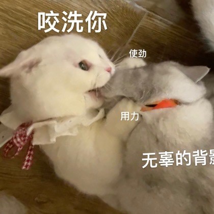 猫咪奶盖暴躁版表情包