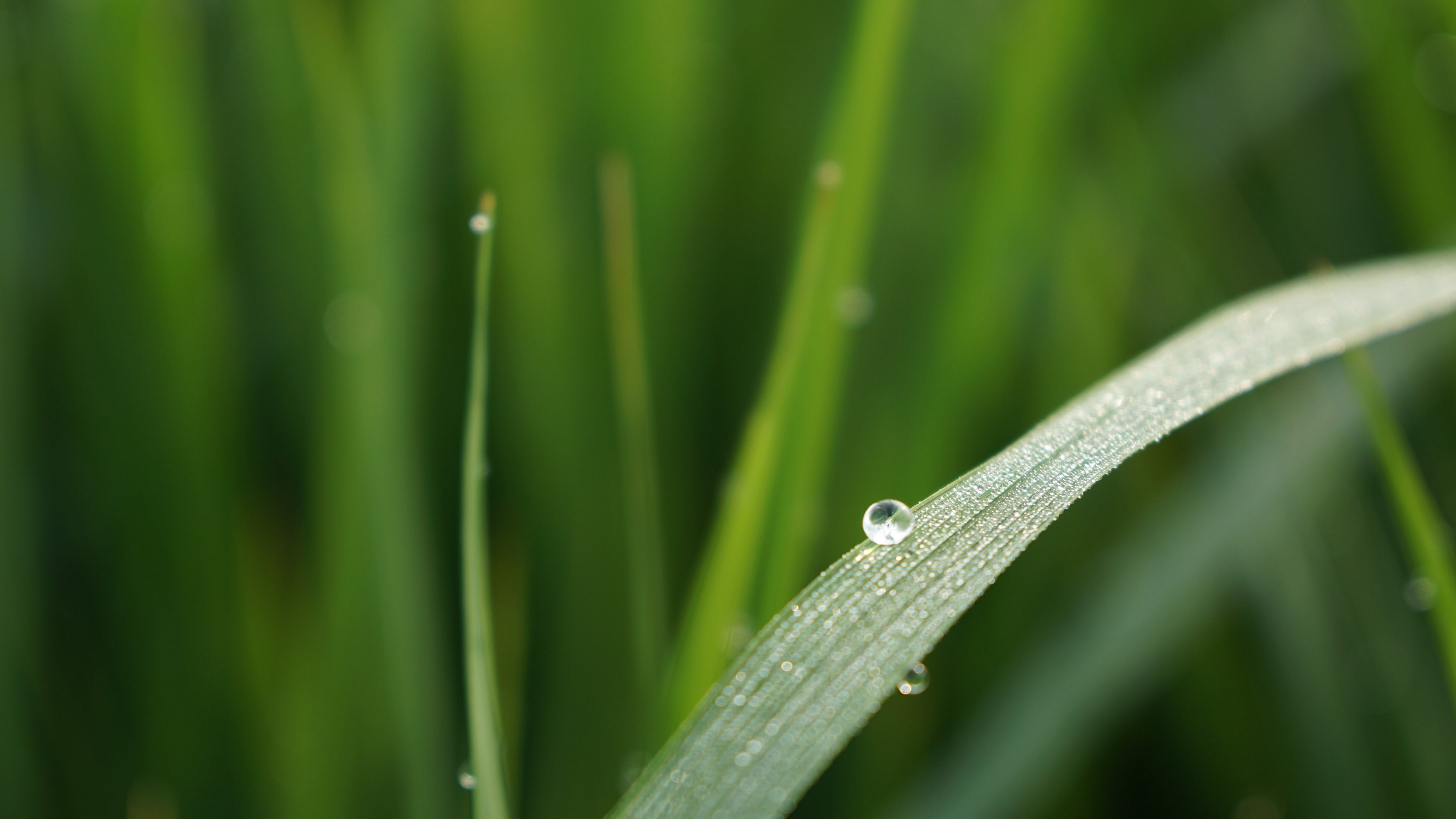 绿叶上的雨滴图片桌面壁纸