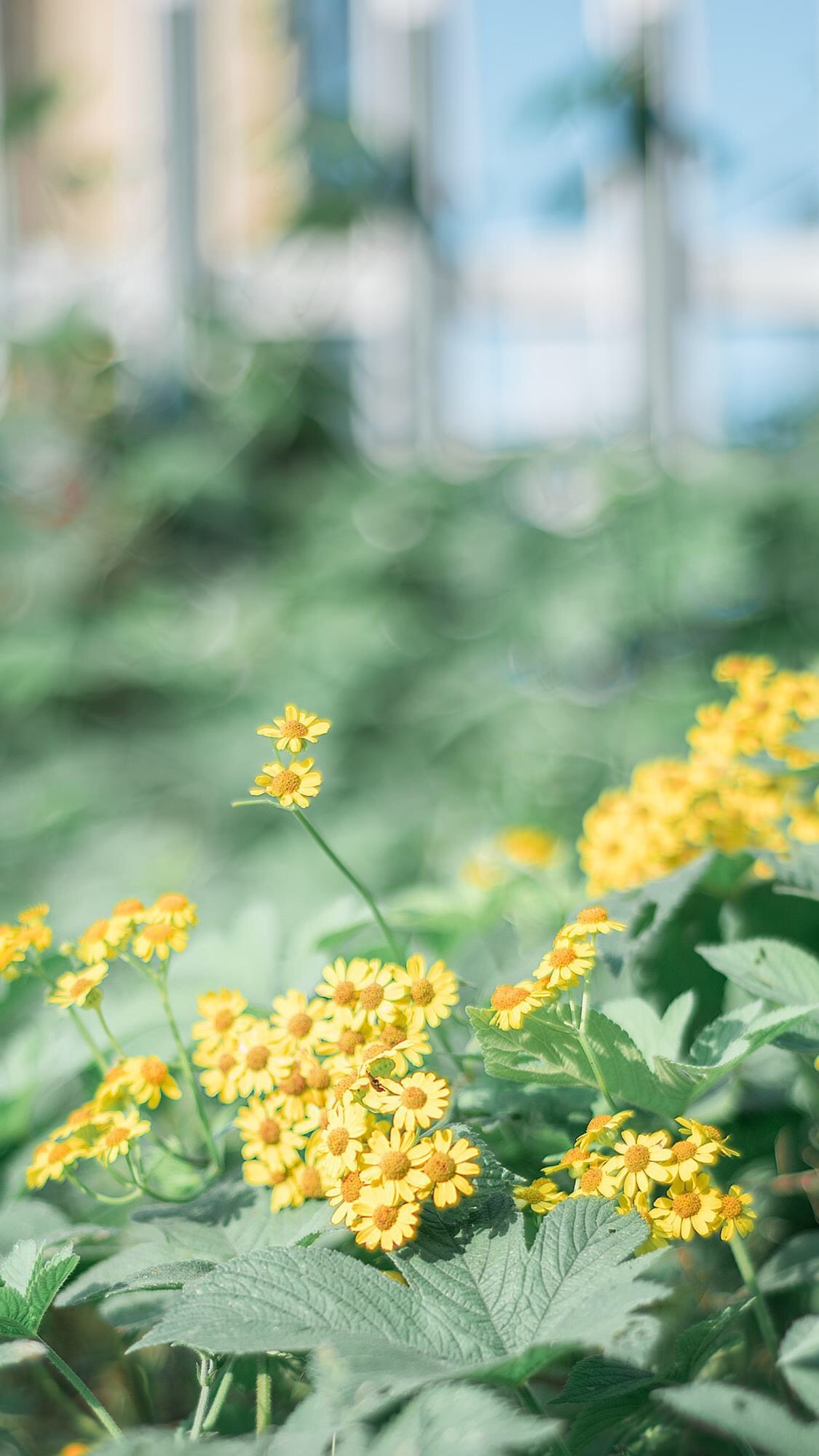 春暖花开绿色风景小清新手机壁纸