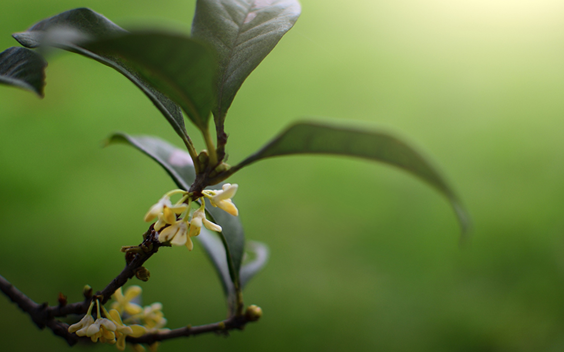 中秋节桂花图片桌面壁纸