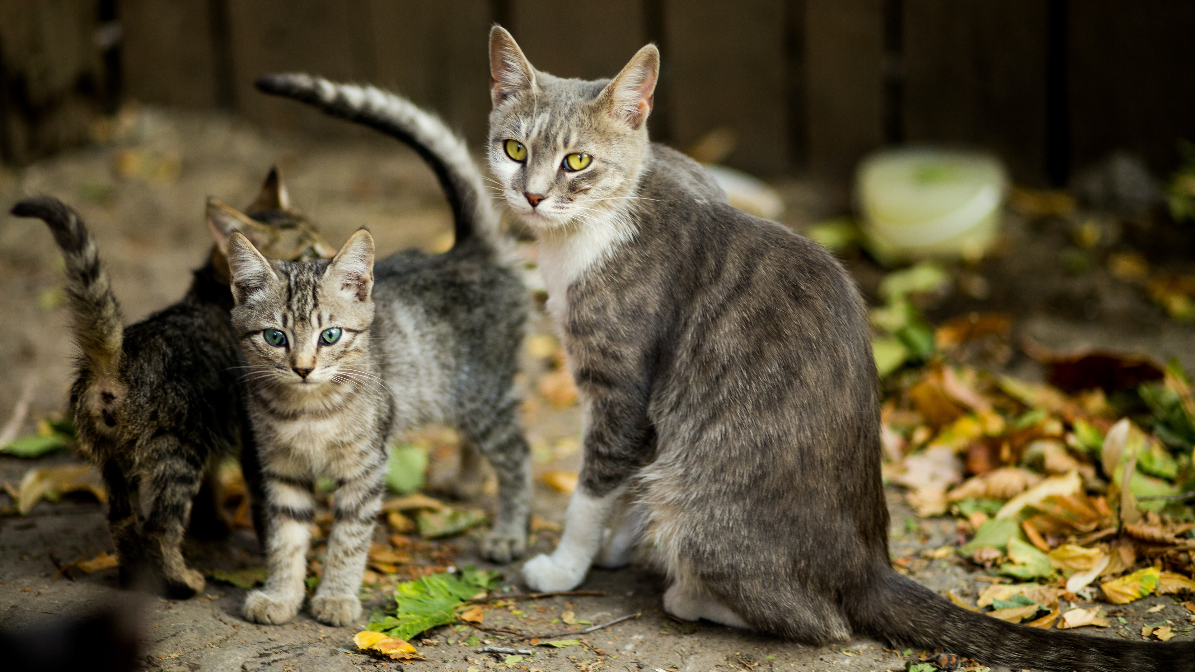 猫咪幼崽图片桌面壁纸