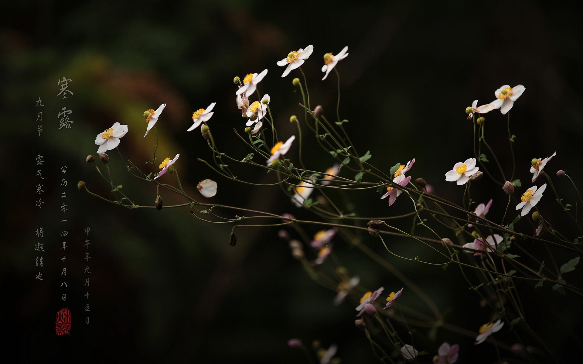 寒露时节清新美景图片桌面壁纸