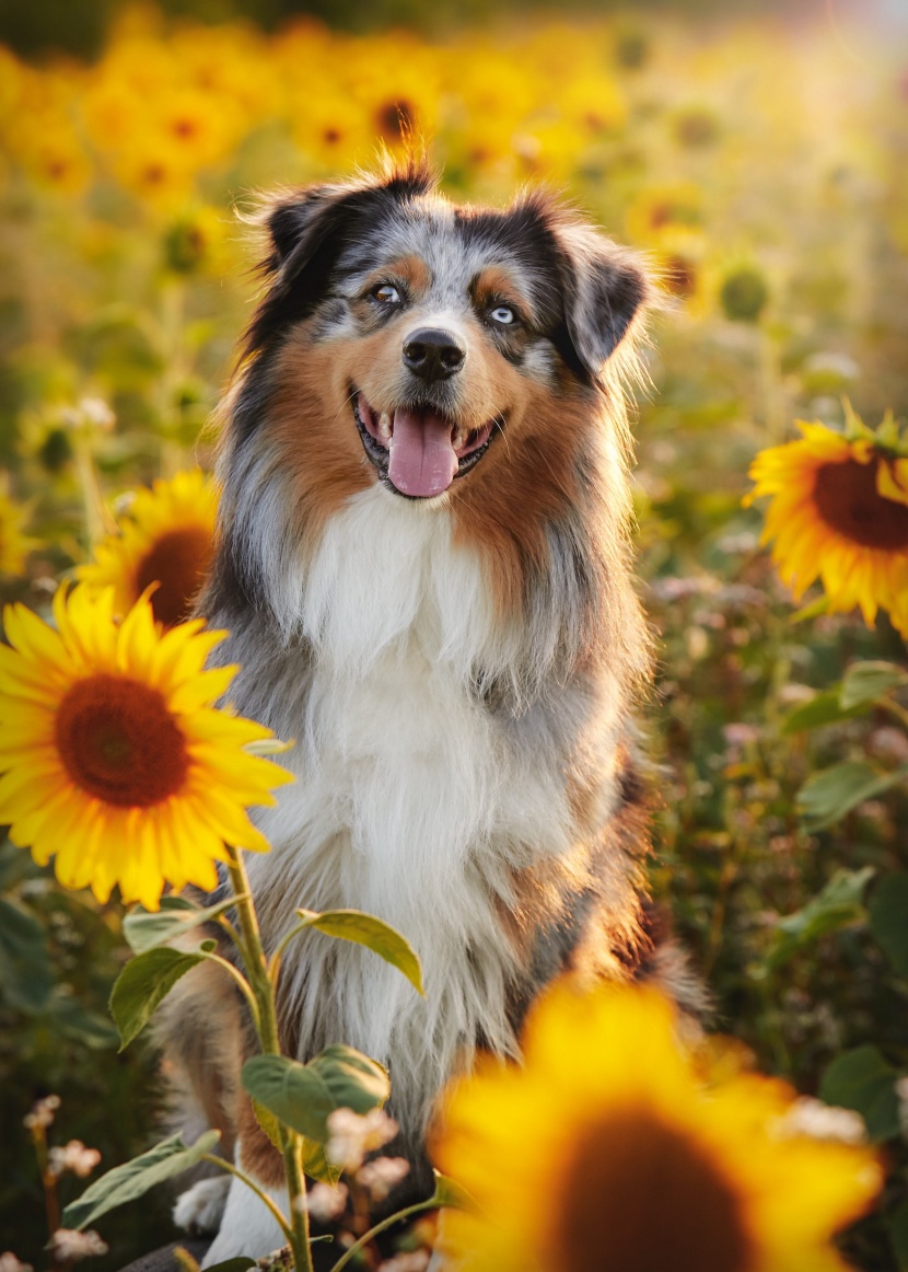 澳大利亚牧羊犬图片