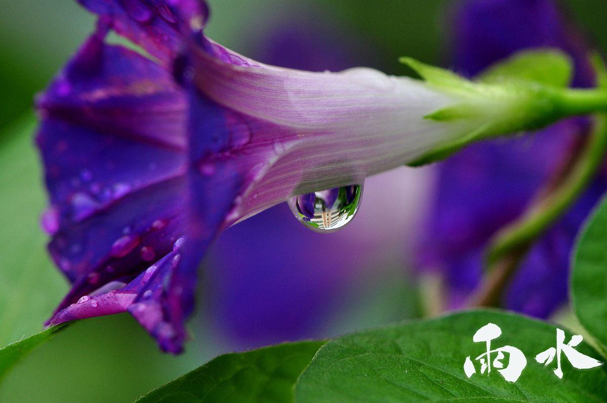 雨水节气清新护眼图片桌面壁纸